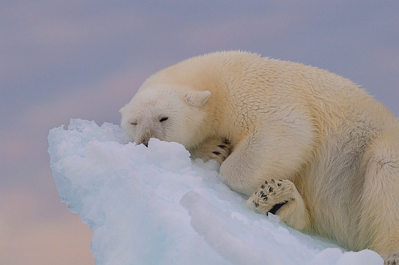 Polar bear
