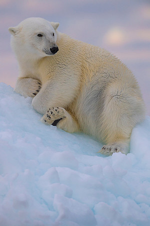 Polar bear