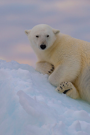 Polar bear