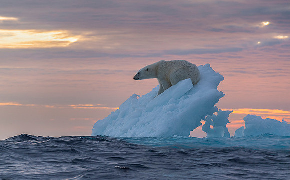 Polar bear