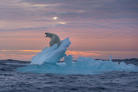Polar bear