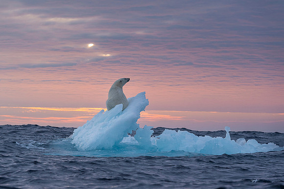 Polar bear