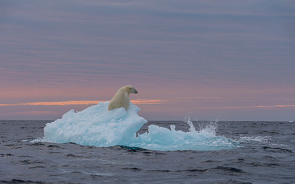 Polar bear