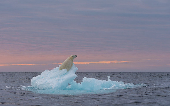 Polar bear