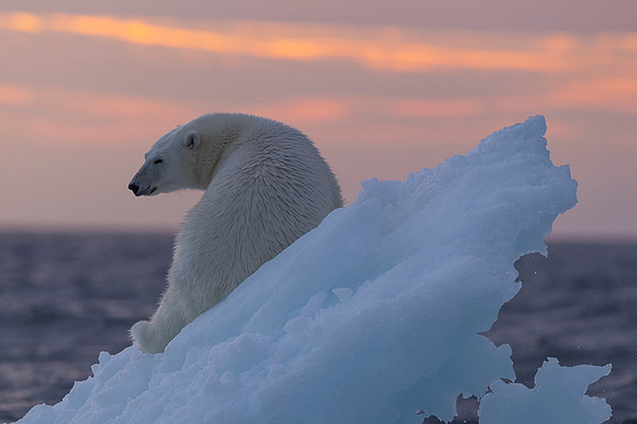 Polar bear