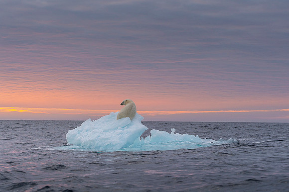 Polar bear