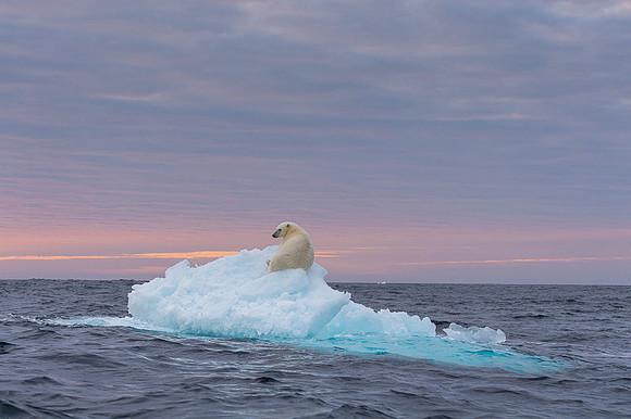 Polar bear