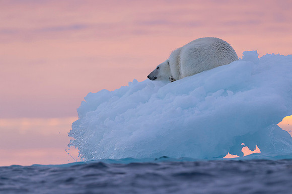 Polar bear