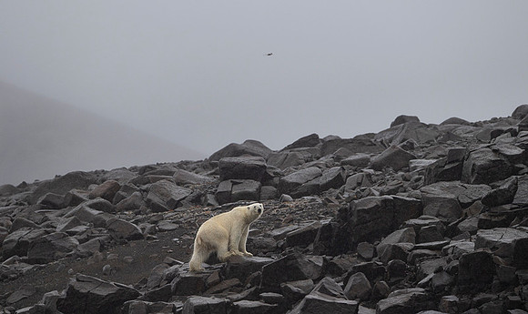 Polar bear