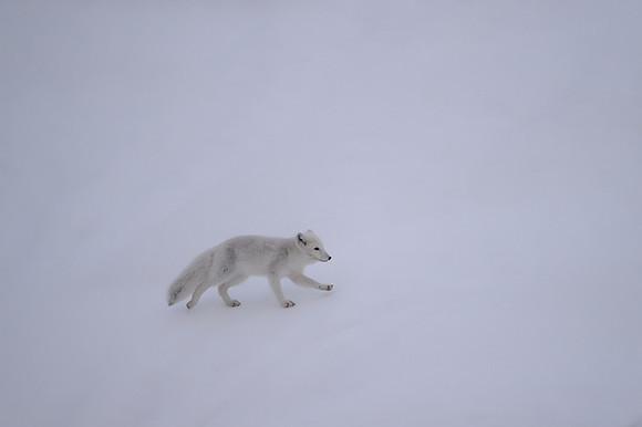 Arctic fox White