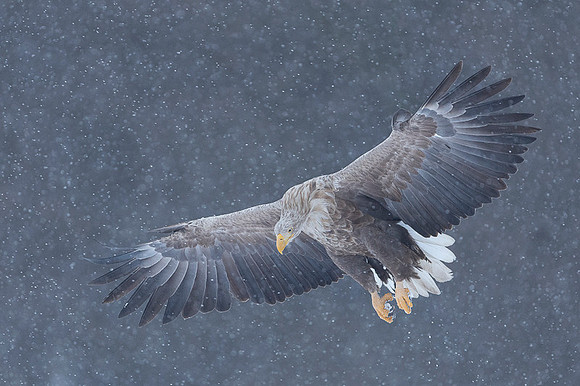 White-tailed Eagle / Orzeł bielik