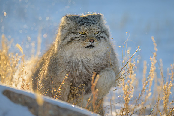 Pallas's cat