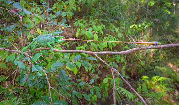 Parson's chameleon