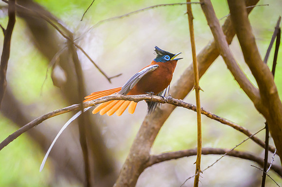 Malagasy paradise flycatcher