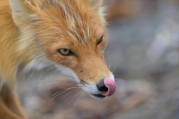 Red fox