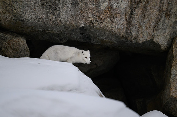 Arctic fox White