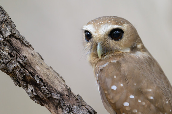 White browed owl