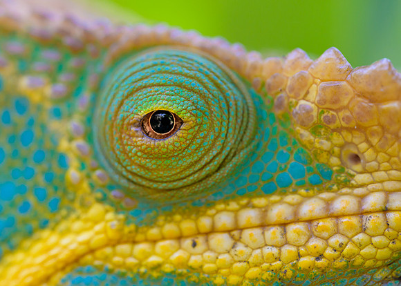 Parson's chameleon