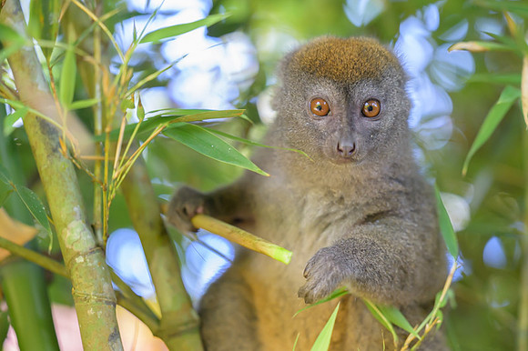 Gray bamboo lemur