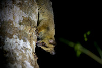 Pale fork-marked lemur