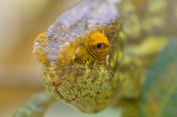 Parson's chameleon