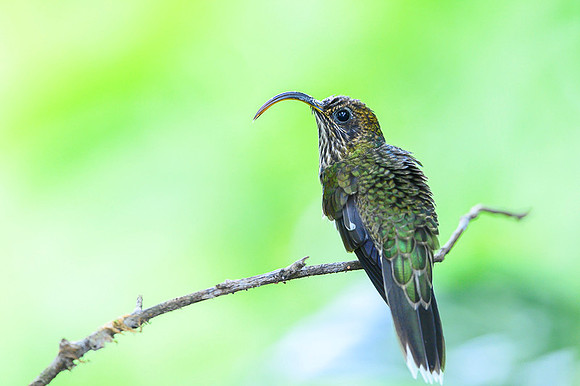 White-tipped sicklebill