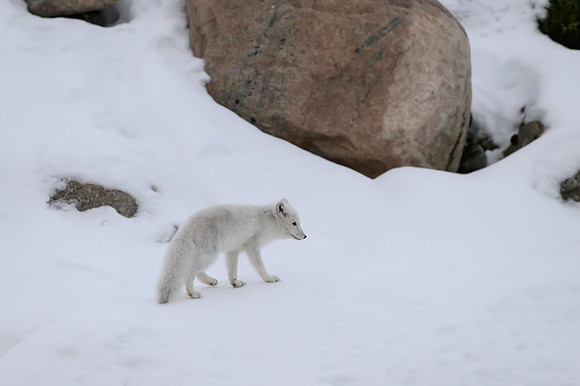 Arctic fox White