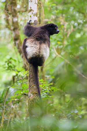 Milne-Edwards's sifaka