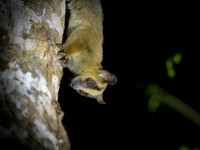 Pale fork-marked lemur