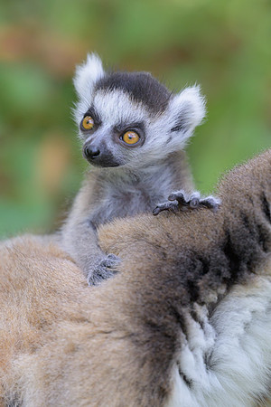 Ring-tailed lemurs