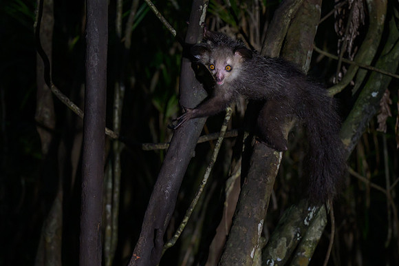 Aye-Aye
