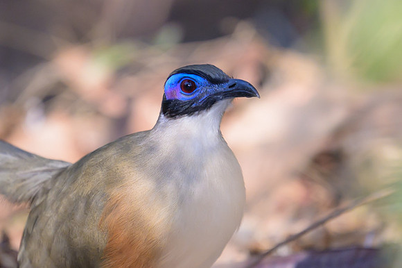 Olive-capped Coua