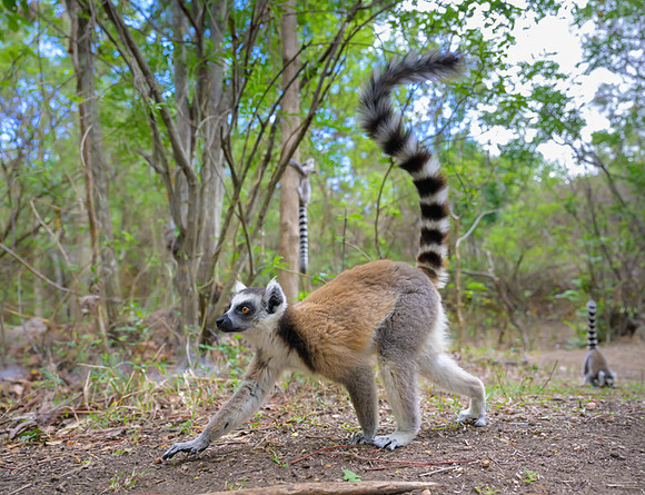 Ring-tailed lemurs