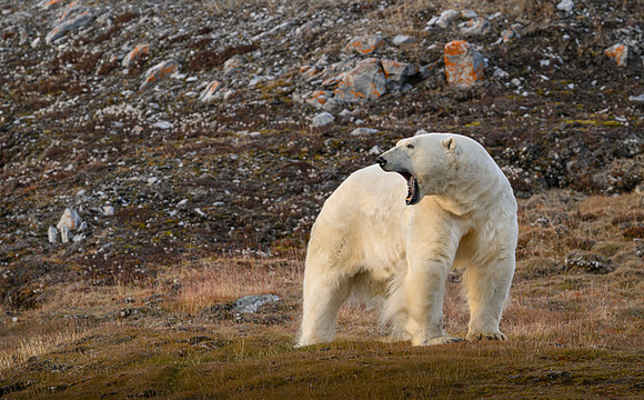 Polar bear