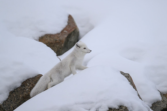 Arctic fox White