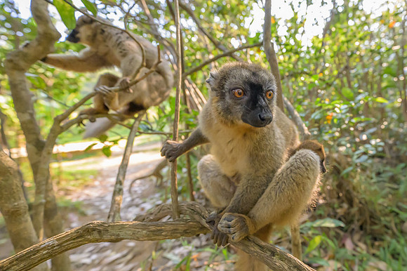 Common brown lemur