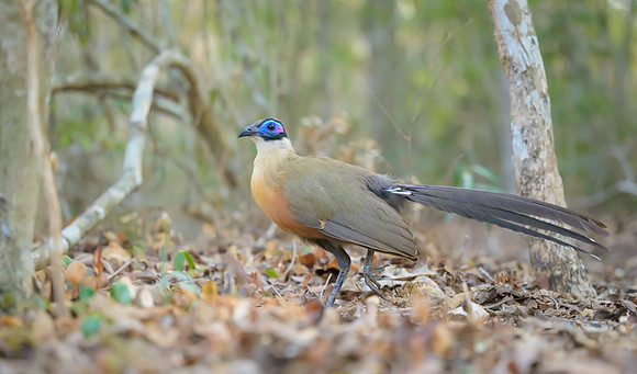Olive-capped Coua
