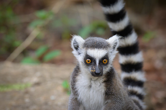 Ring-tailed lemurs