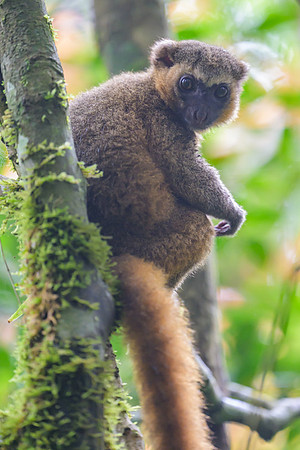 Golden Bamboo Lemur