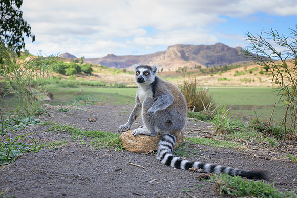 Ring-tailed lemurs