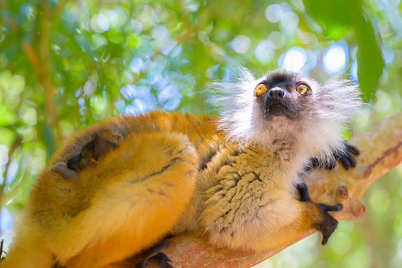 Lemur Macaco