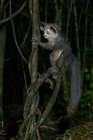 Aye-Aye