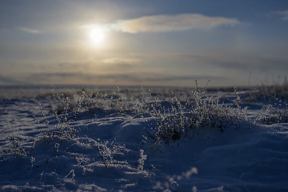 Eastern Mongolian Steppes