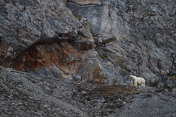 Polar bear
