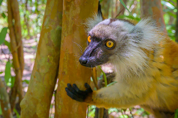 Lemur Macaco