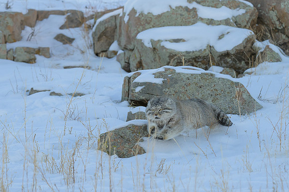 Pallas's cat