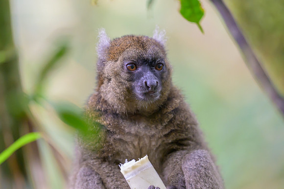 Greater bamboo lemur
