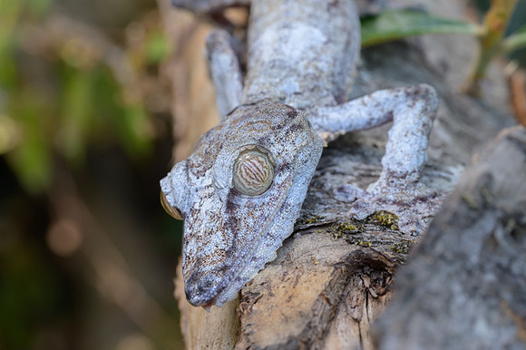 Giant leaf-tailed Gecko