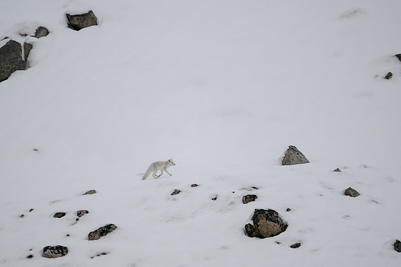Arctic fox White