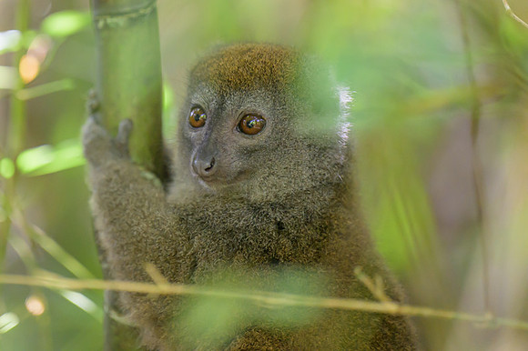 Gray bamboo lemur